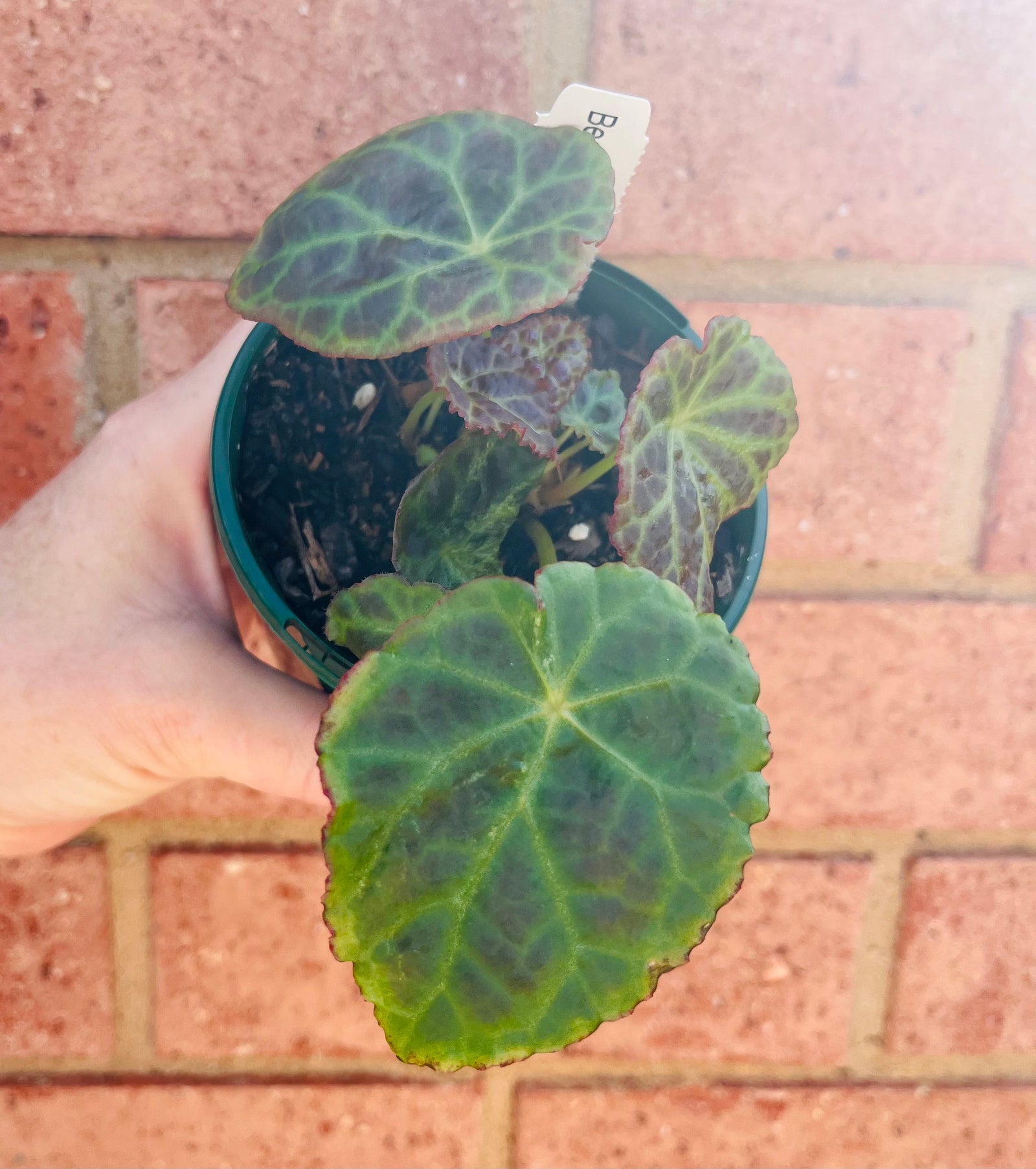 Begonia goegoensis