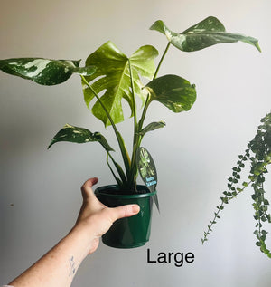 Monstera deliciosa 'Thai Constellation'