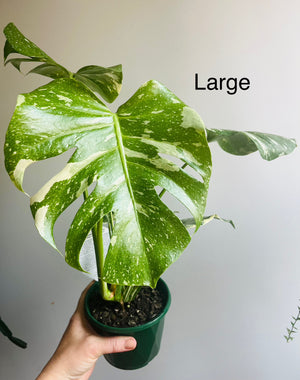 Monstera deliciosa 'Thai Constellation'