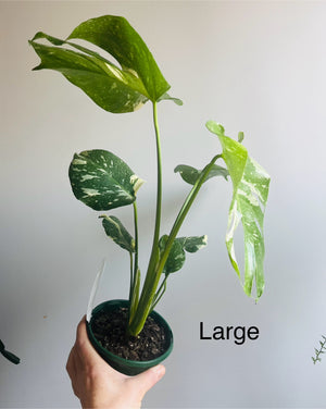 Monstera deliciosa 'Thai Constellation'