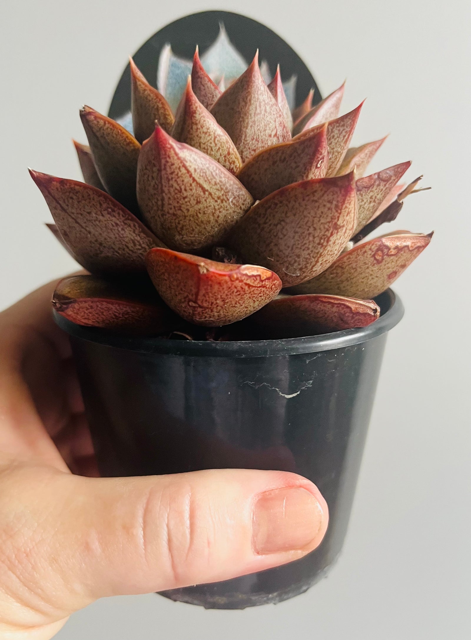 Echeveria purpusorum