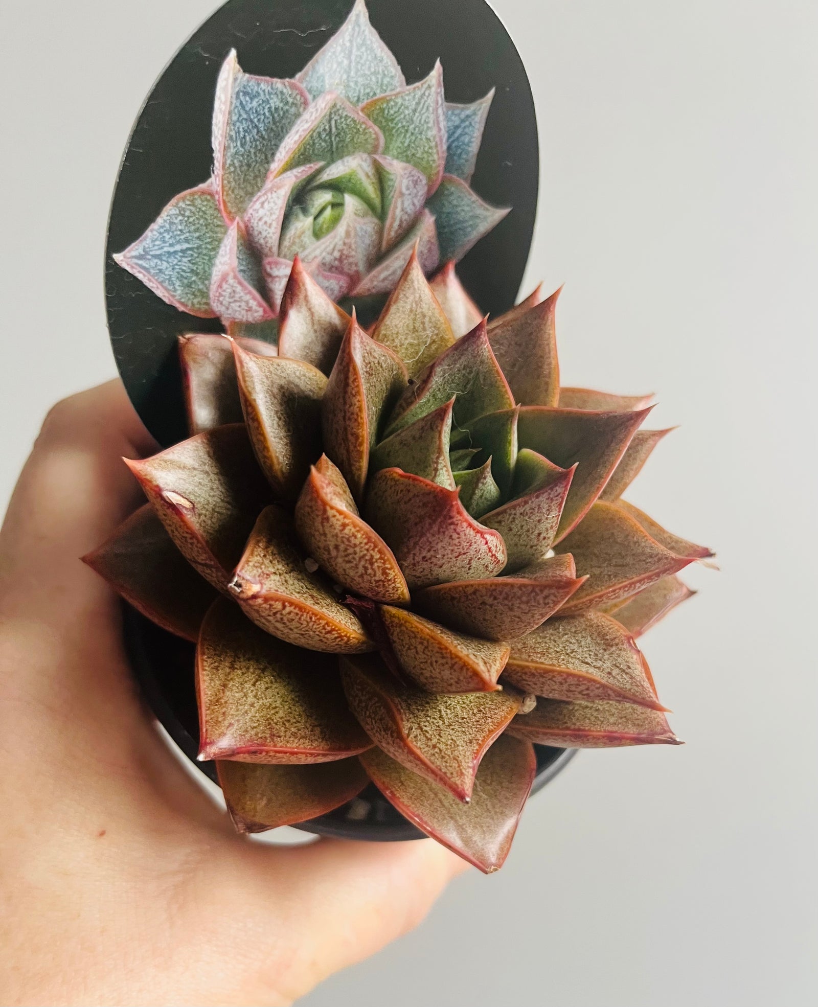 Echeveria purpusorum