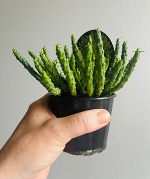 Euphorbia flanaganii - Medusa's Head
