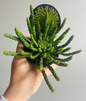 Euphorbia flanaganii - Medusa's Head