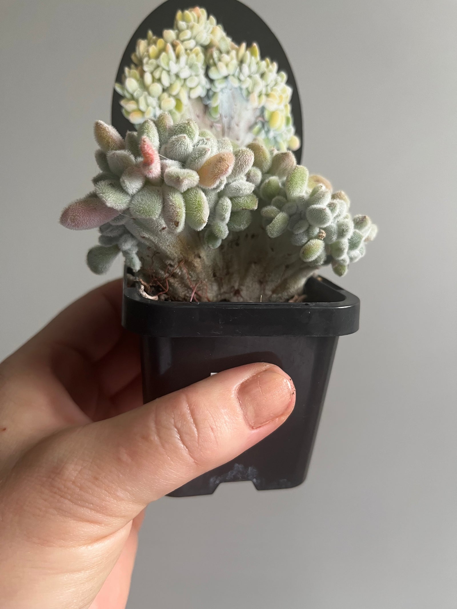 Echeveria pulvinata 'Frosty cristata'