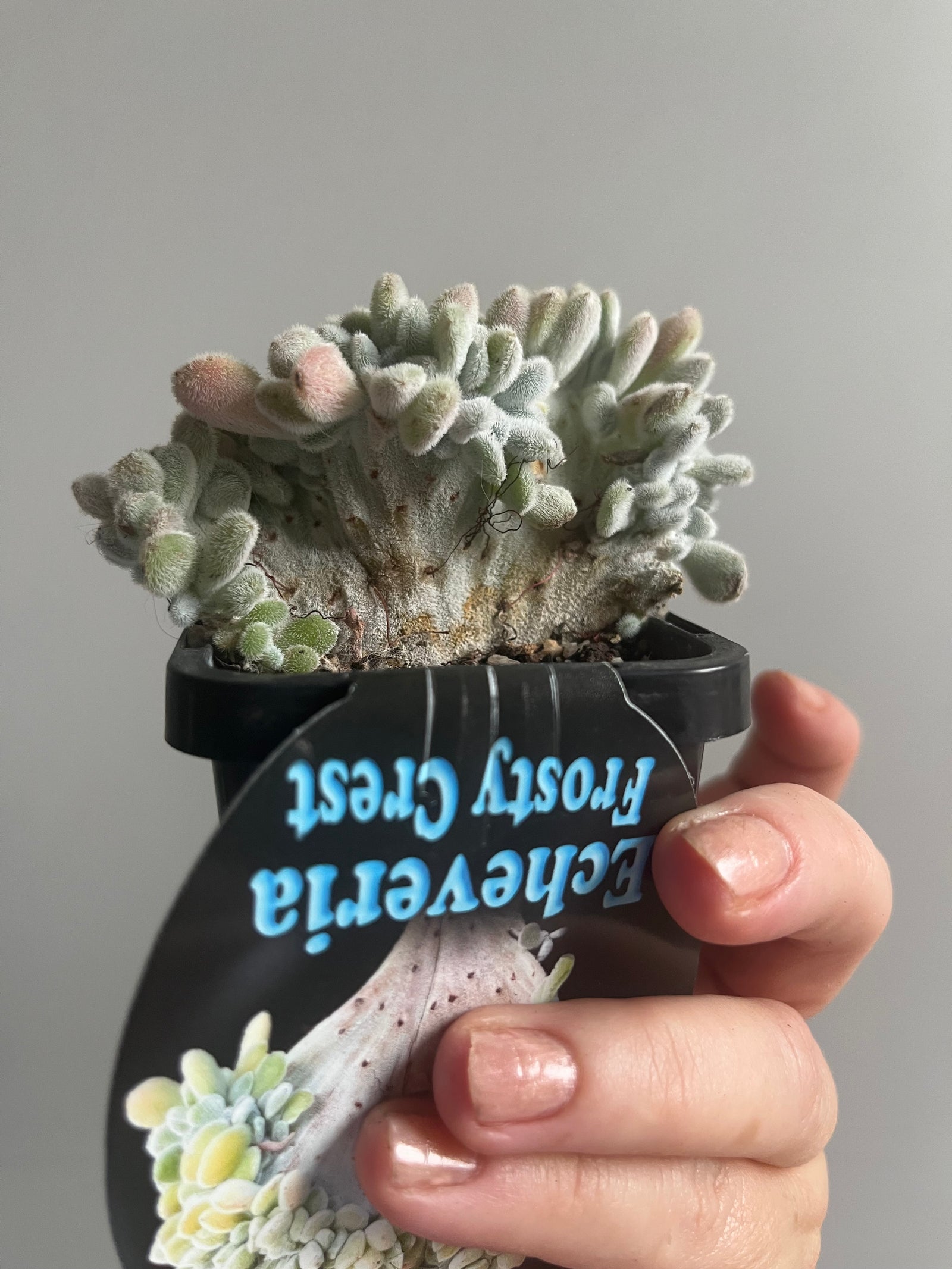 Echeveria pulvinata 'Frosty cristata'