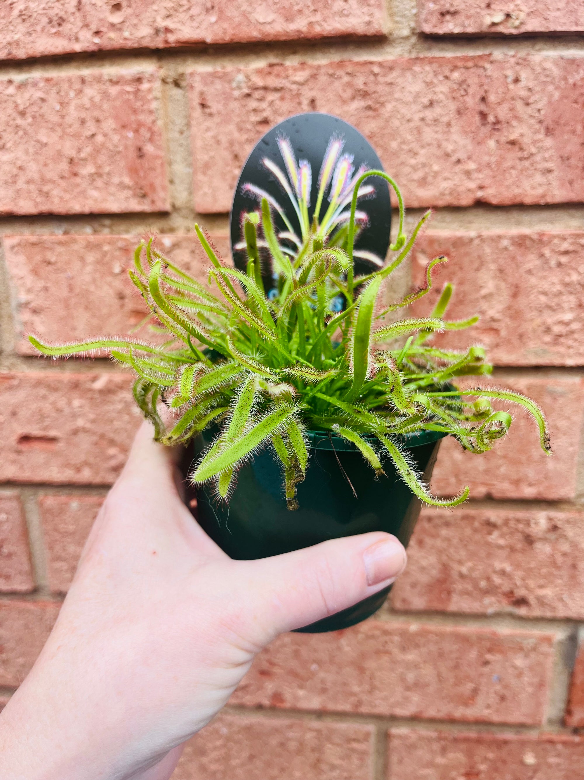 Drosera capensis