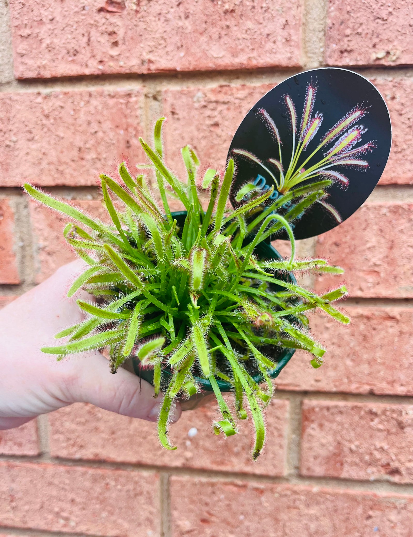 Drosera capensis