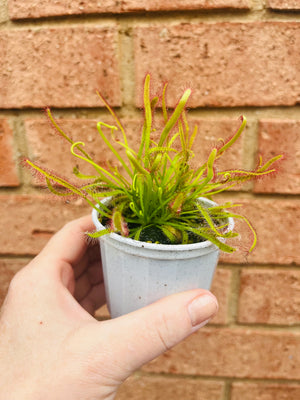 Drosera capensis