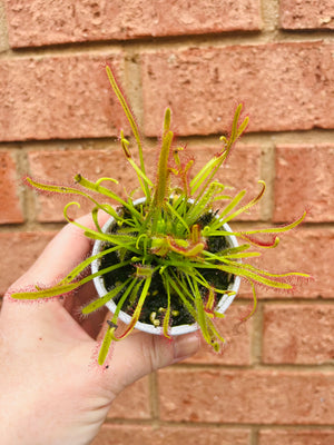 Drosera capensis