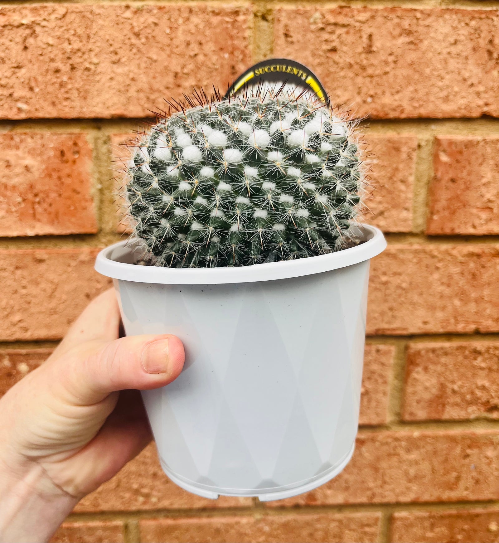 Mammillaria hahniana 'Old Lady Cactus'