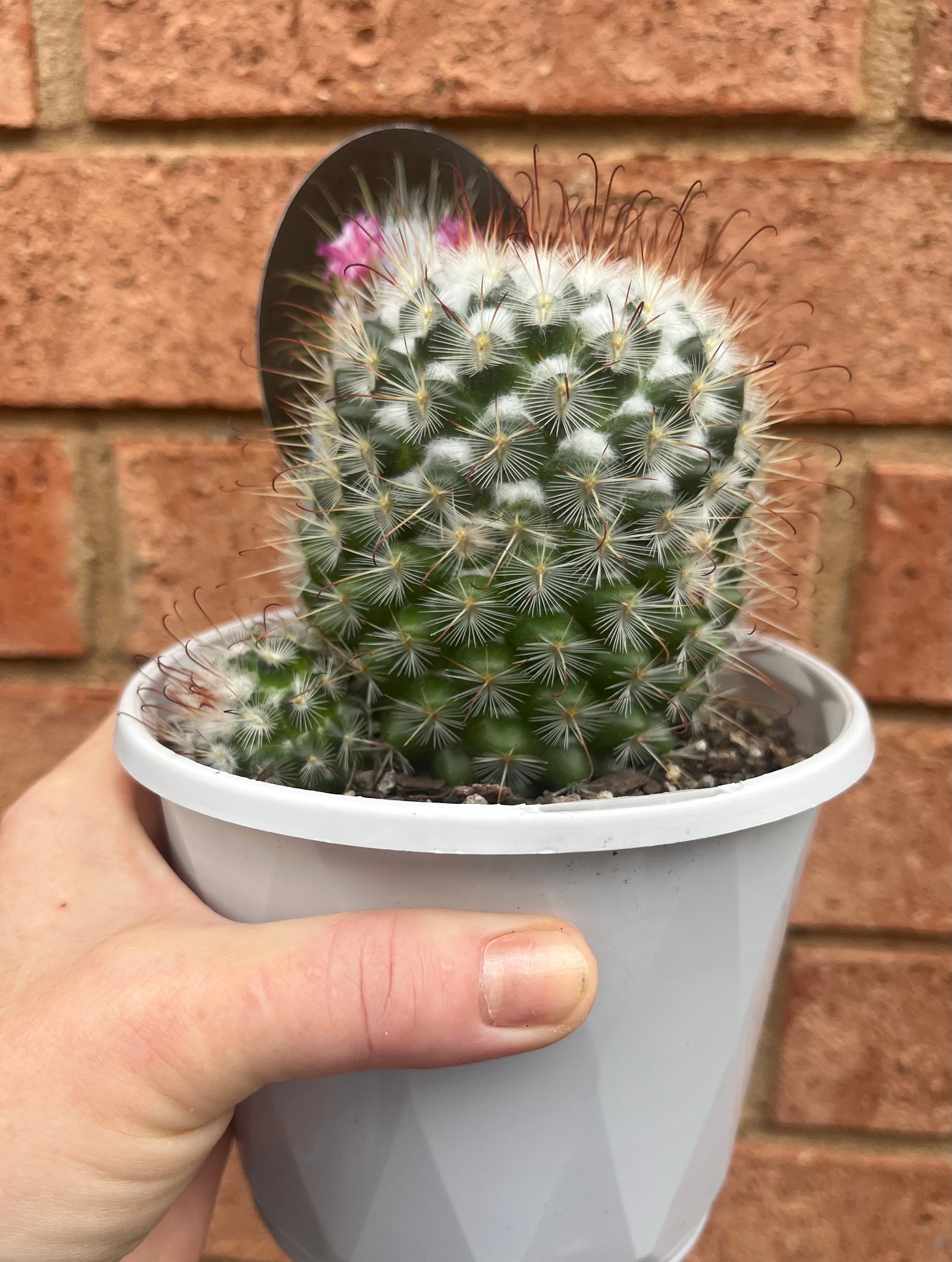 Mammillaria bombycina 'The Bridal Ball'