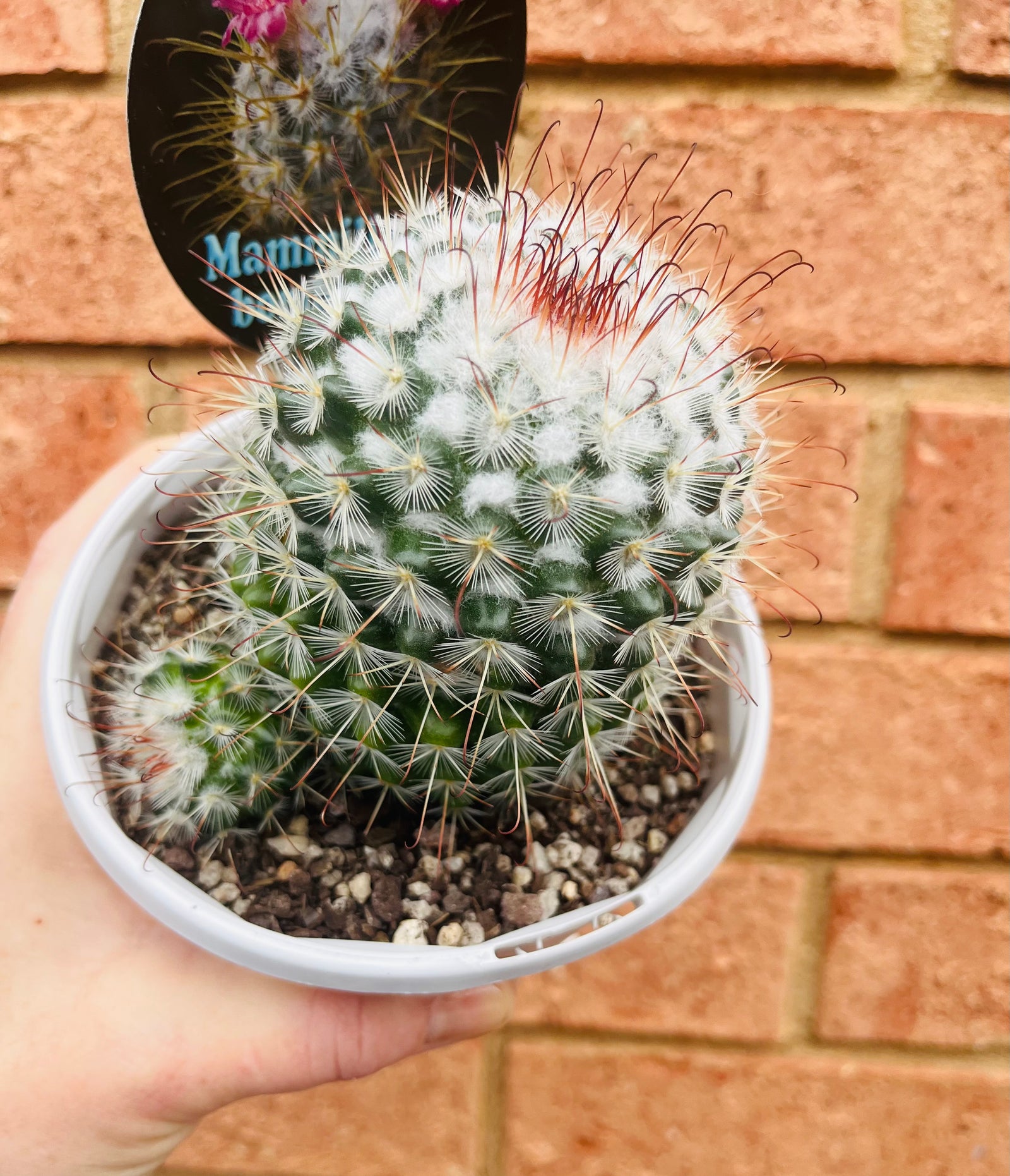 Mammillaria bombycina 'The Bridal Ball'