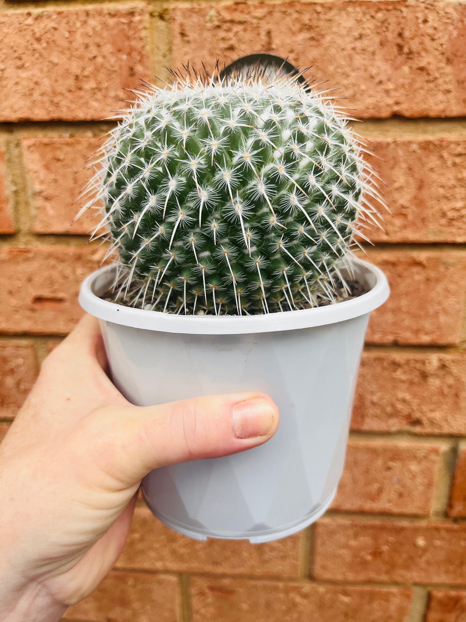 Mammillaria parkinsonii