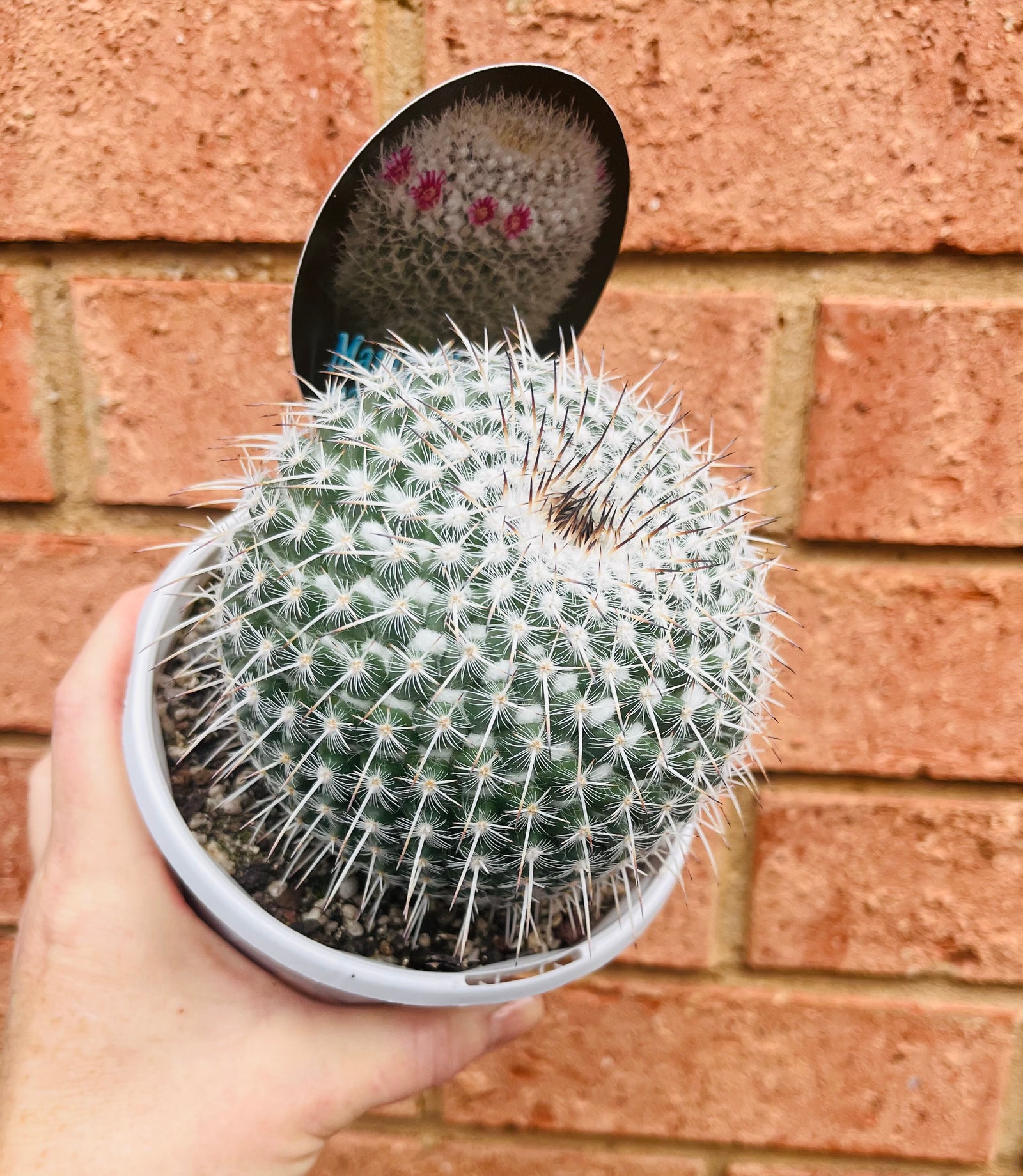 Mammillaria parkinsonii