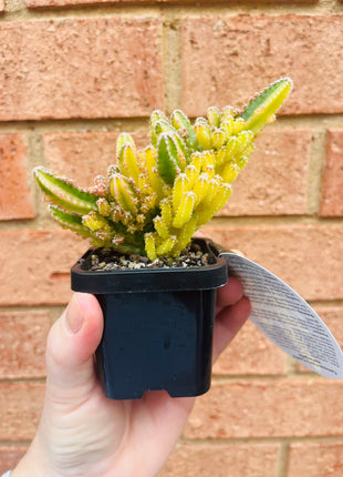 Cereus Fairy Castle variegata