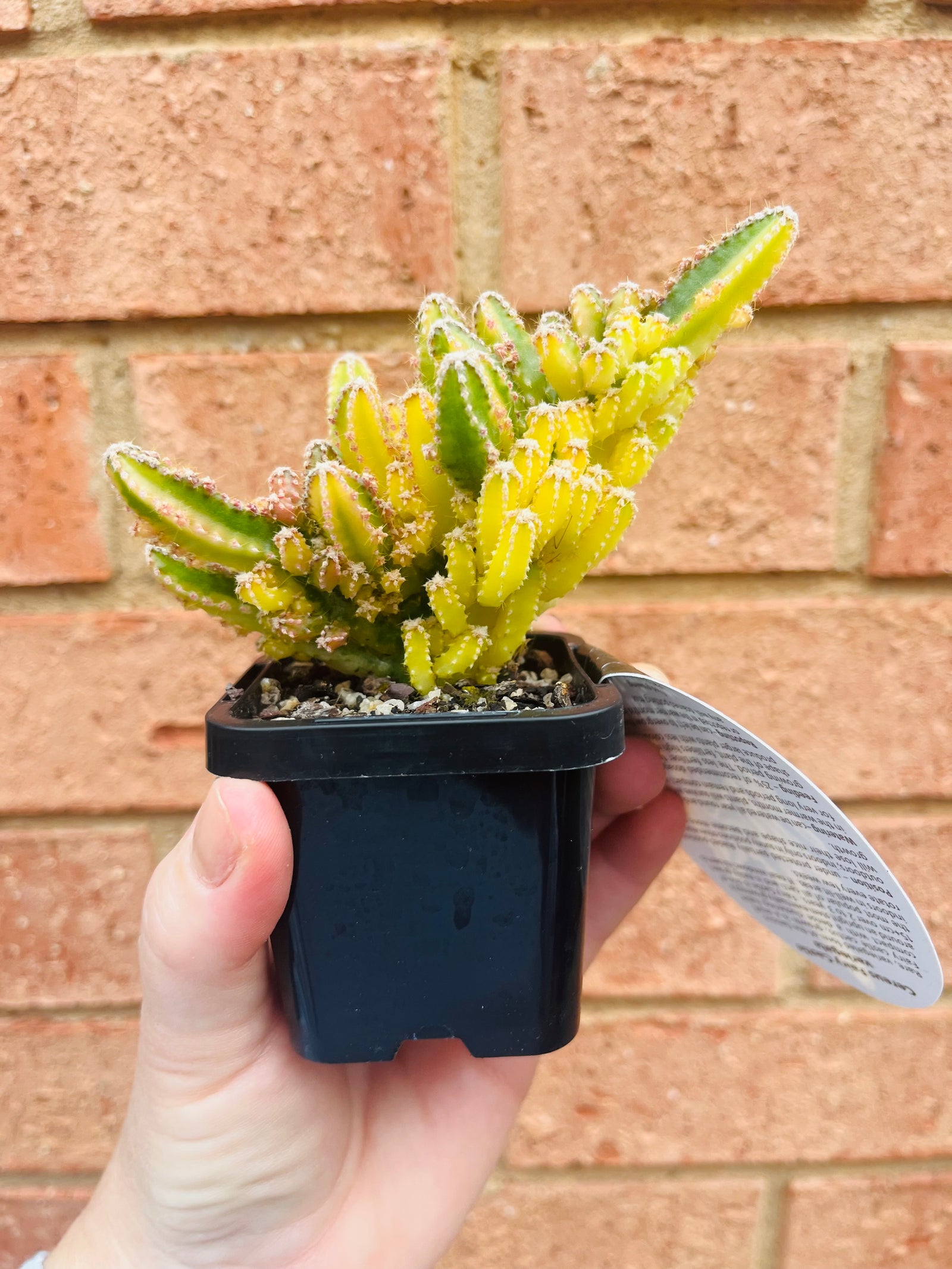 Cereus Fairy Castle variegata