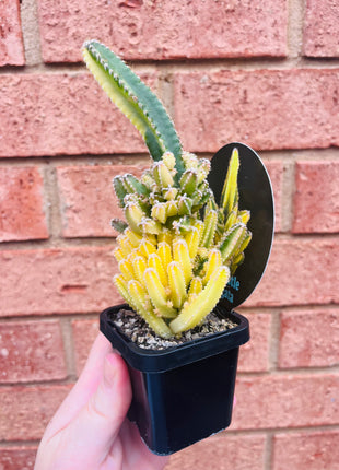 Cereus Fairy Castle variegata