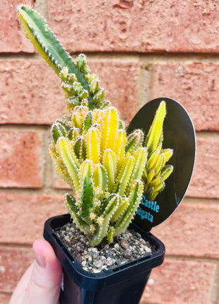 Cereus Fairy Castle variegata
