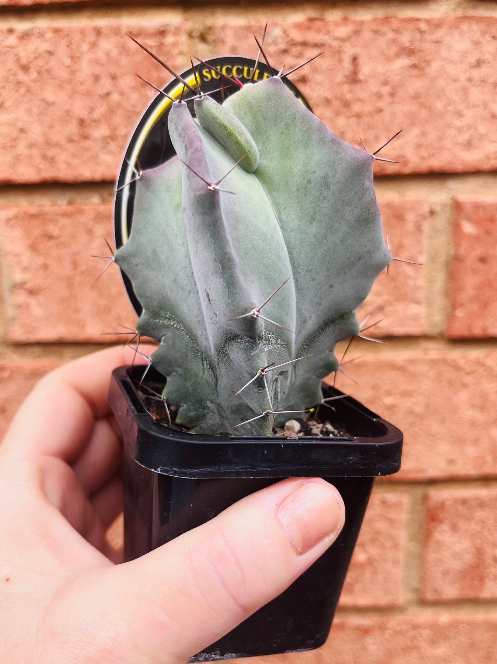 Stenocereus pruinosa - Grey Organ Pipe Cactus