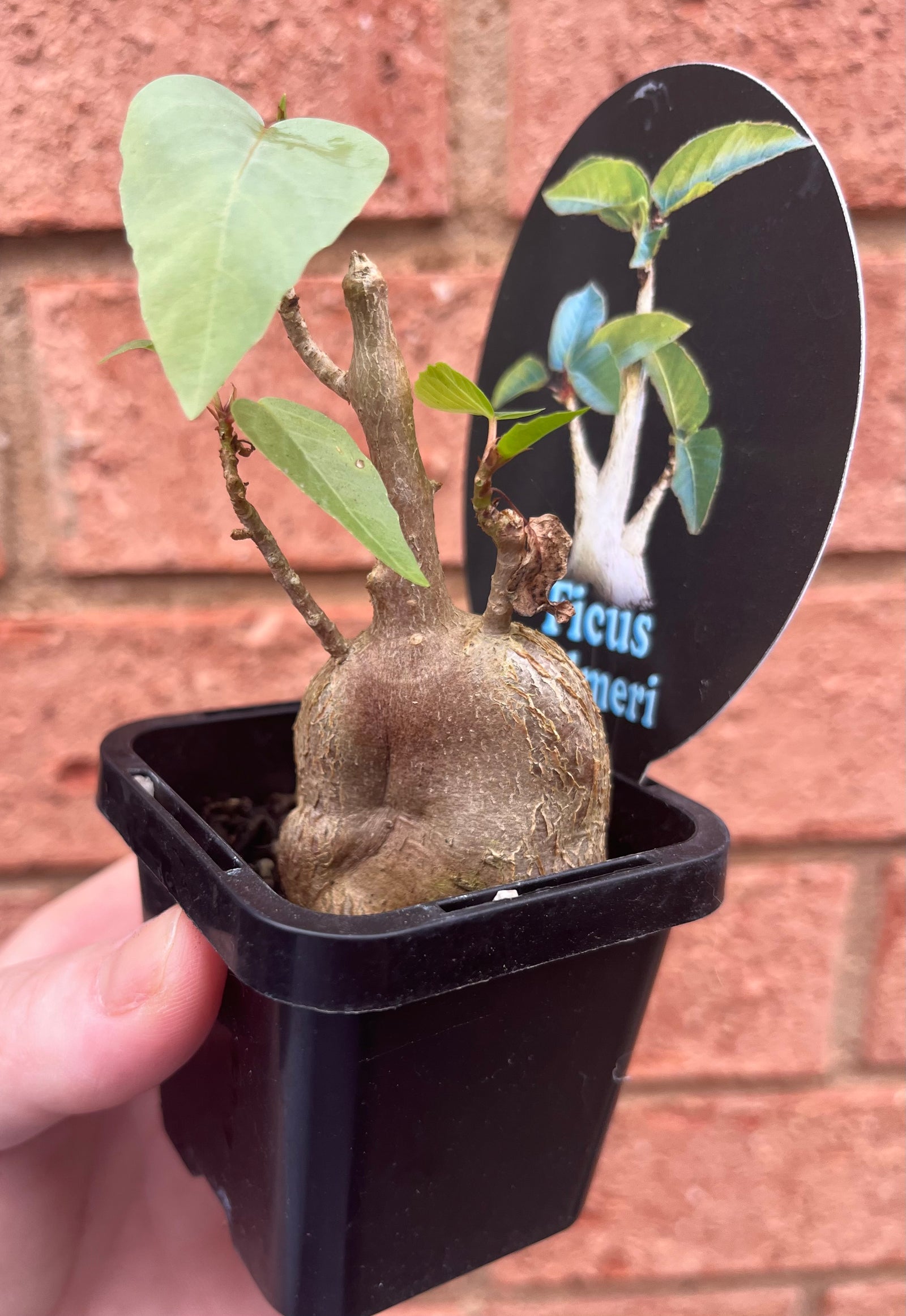 Ficus palmeri - Rock Fig