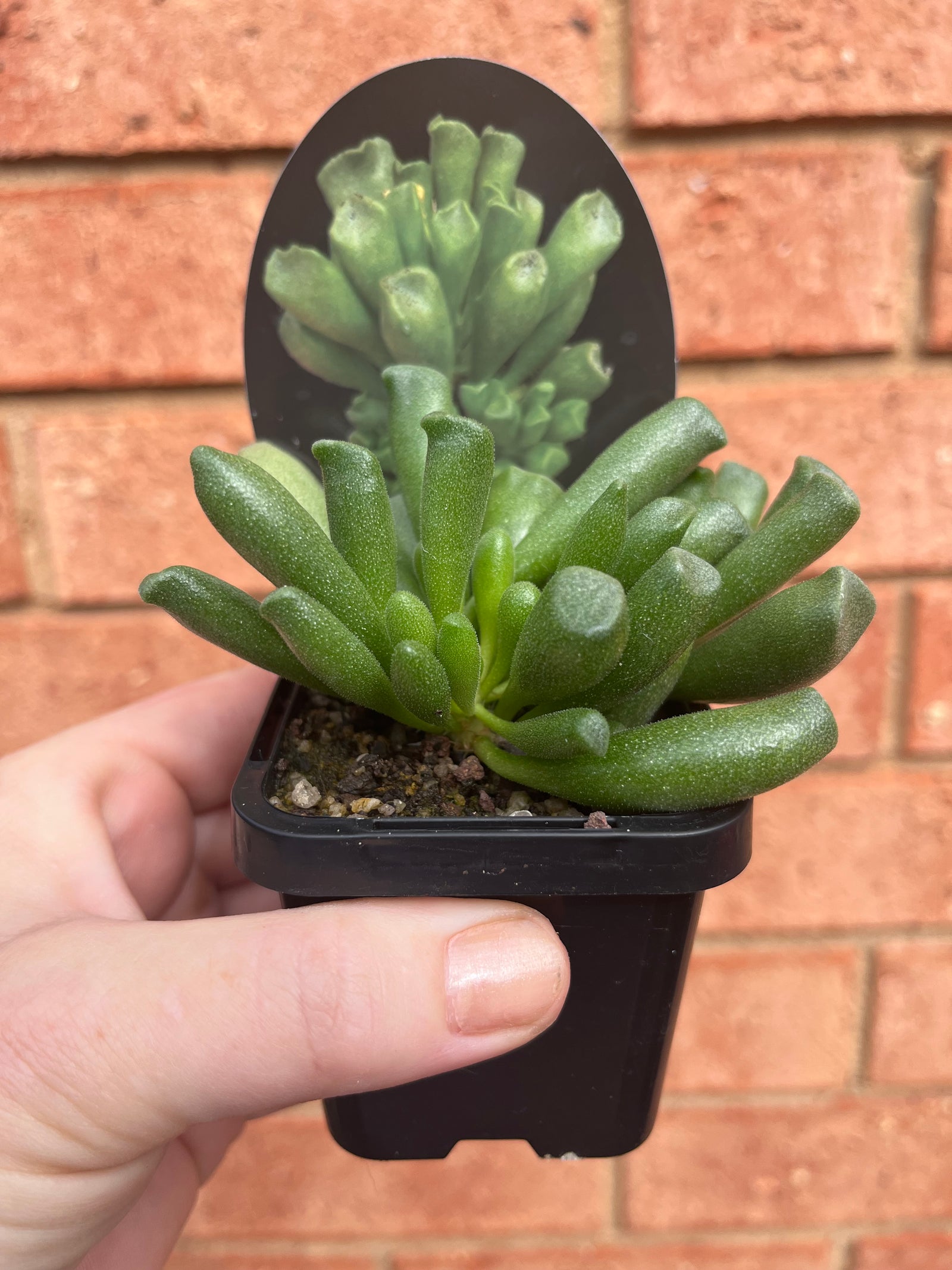Adromischus cristata var schonlandii