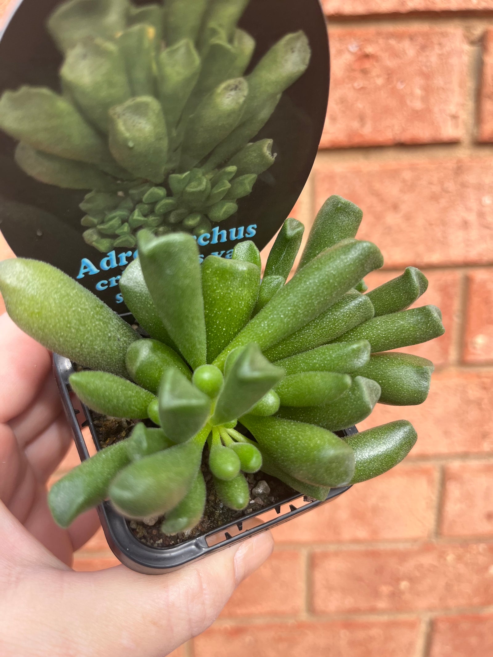 Adromischus cristata var schonlandii