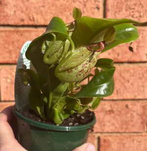 Nepenthes hybrid NOID - Pitcher Plant
