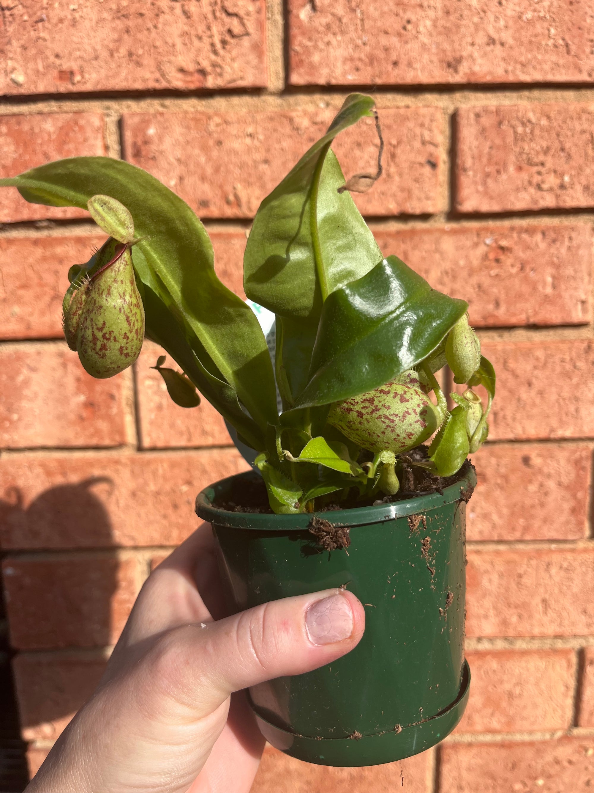Nepenthes hybrid NOID - Pitcher Plant