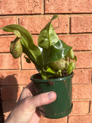 Nepenthes hybrid NOID - Pitcher Plant