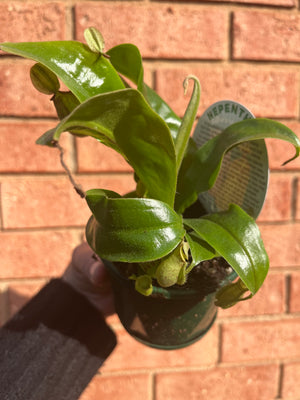 Nepenthes hybrid NOID - Pitcher Plant