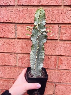 Euphorbia ammak variegata