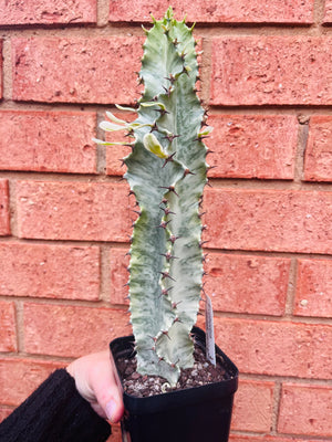 Euphorbia ammak variegata