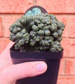 Cereus 'Ming Thing'