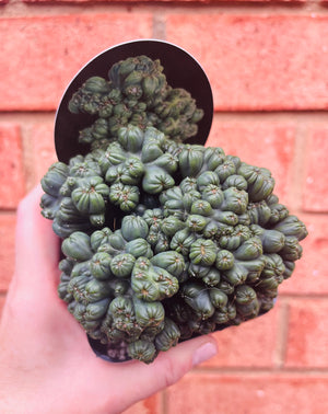 Cereus 'Ming Thing'