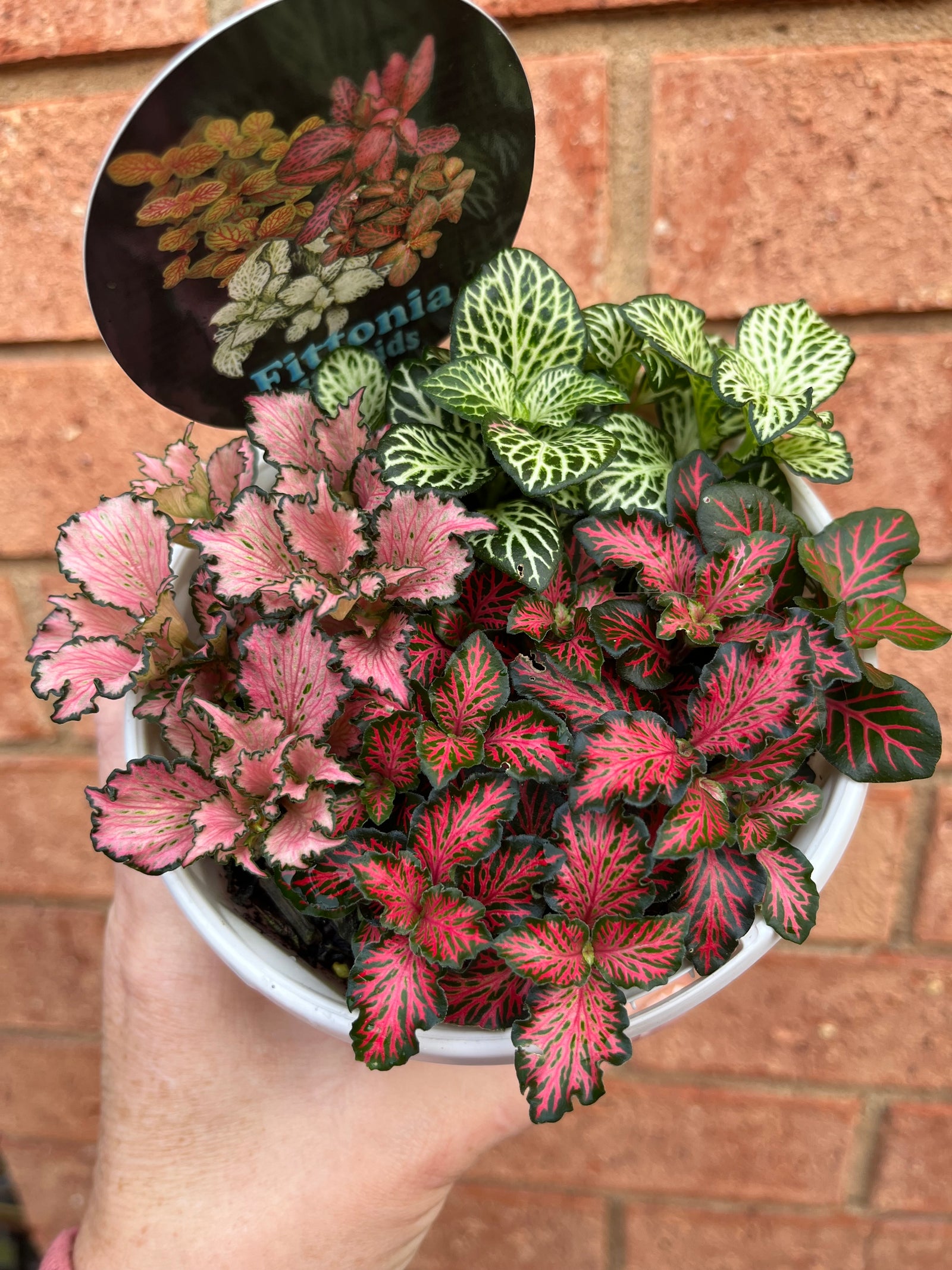 Fittonia - Tri Pots