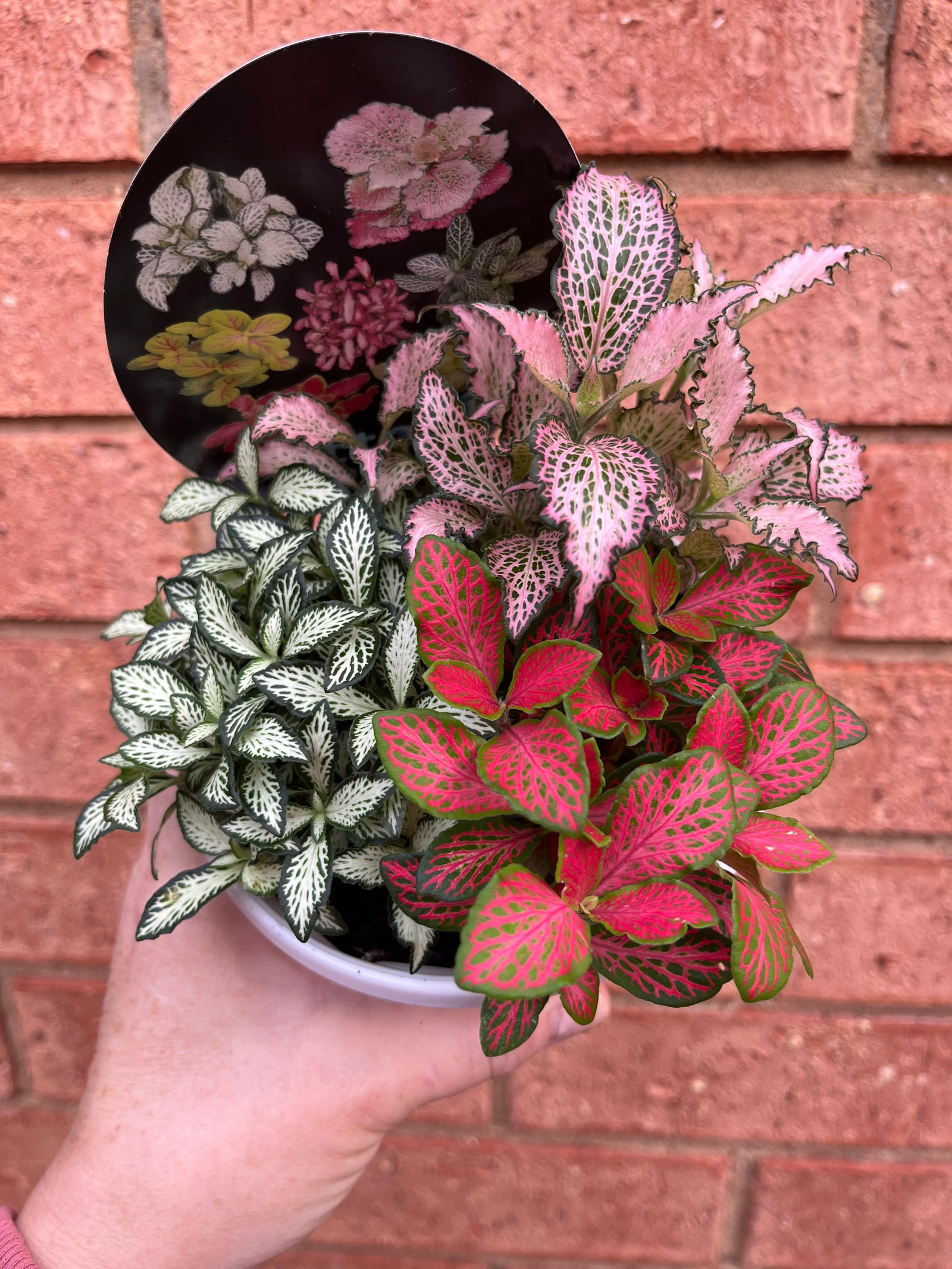 Fittonia - Tri Pots