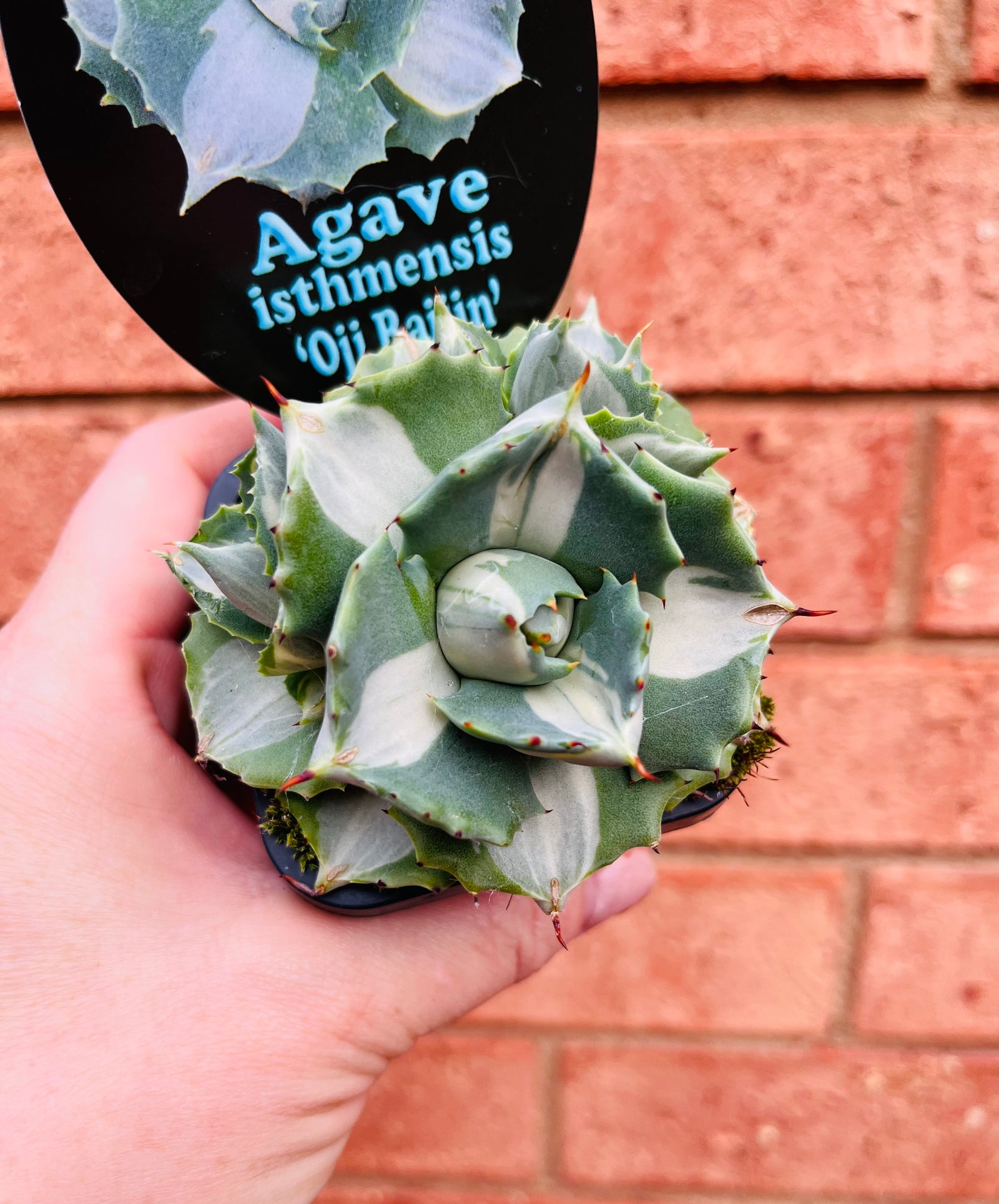 Agave isthmensis 'Ohi Raijin Shiro Nakafu'