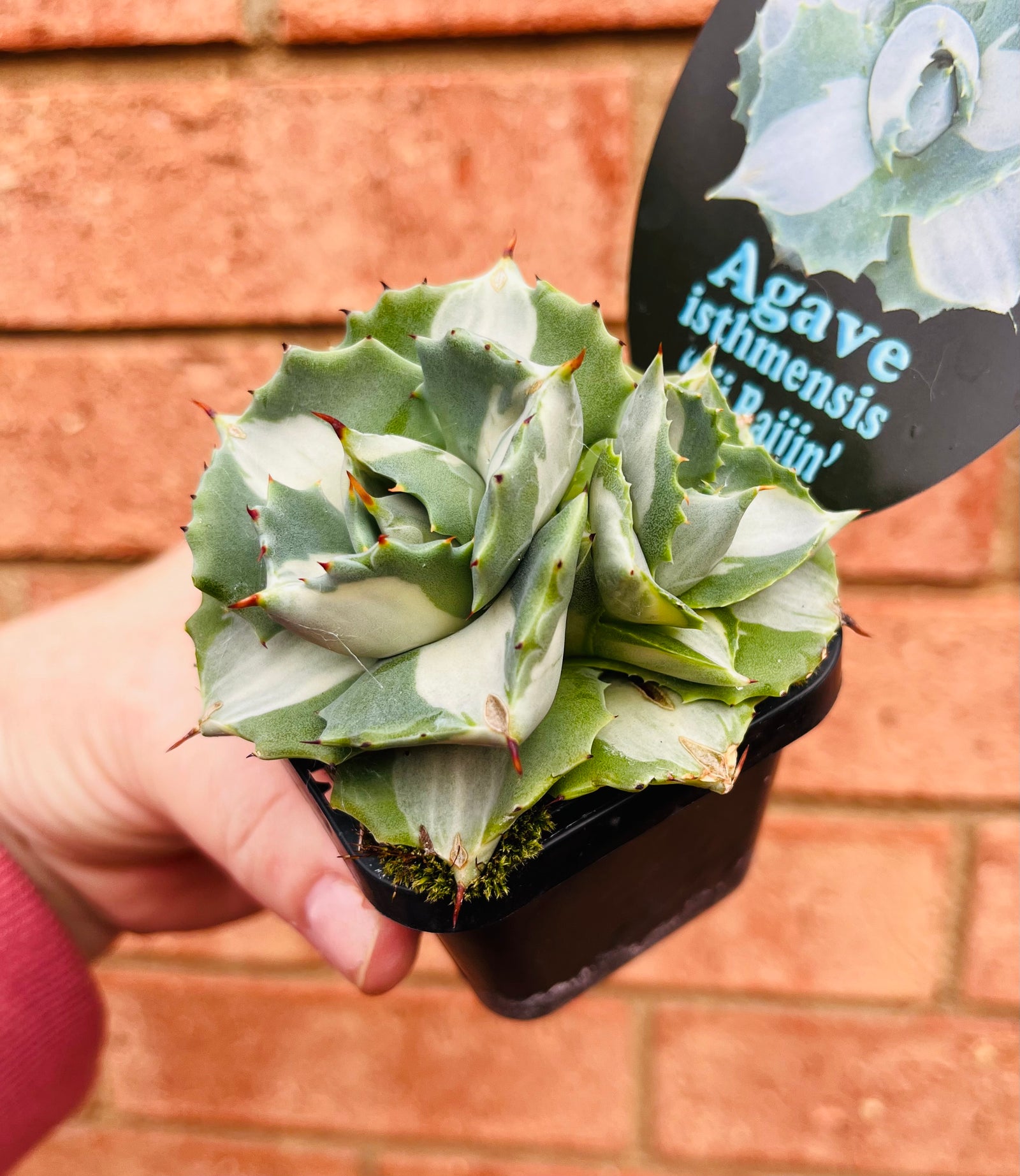 Agave isthmensis 'Ohi Raijin Shiro Nakafu'