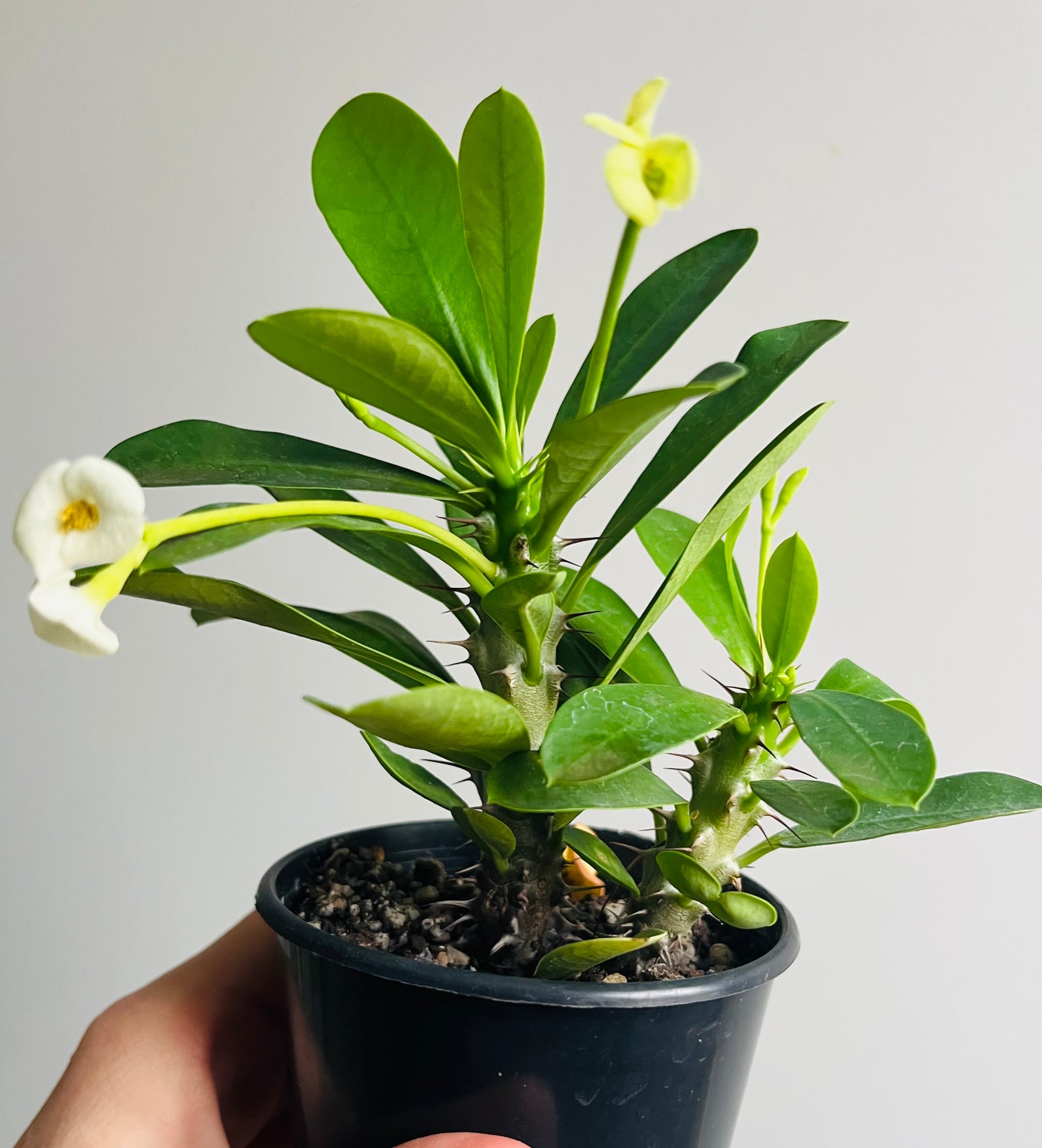 Euphorbia millii 'Mini White’