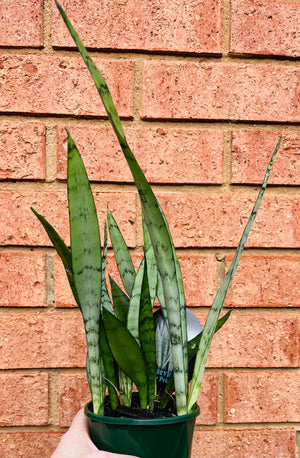 Sansevieria trifasciata -  Silver Princess