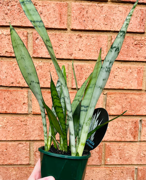 Sansevieria trifasciata -  Silver Princess