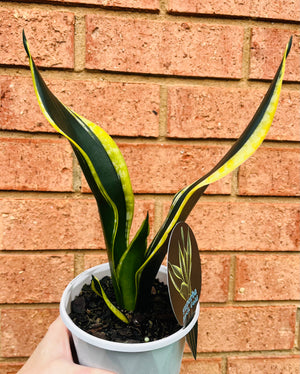 Sansevieria trifasciata - Black Gold