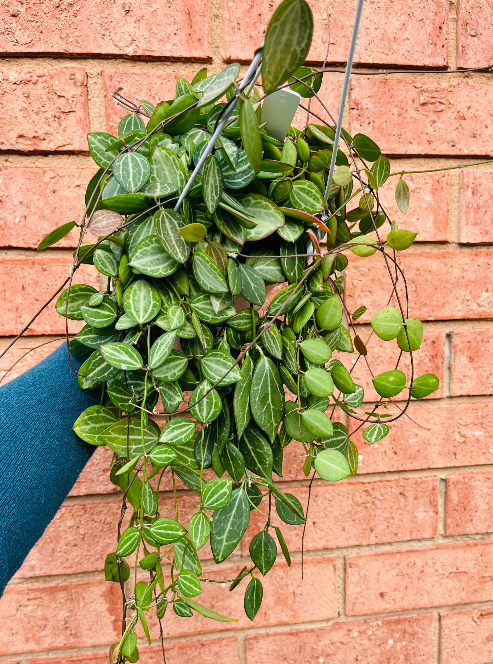 Dischidia ovata - Watermelon Dischidia