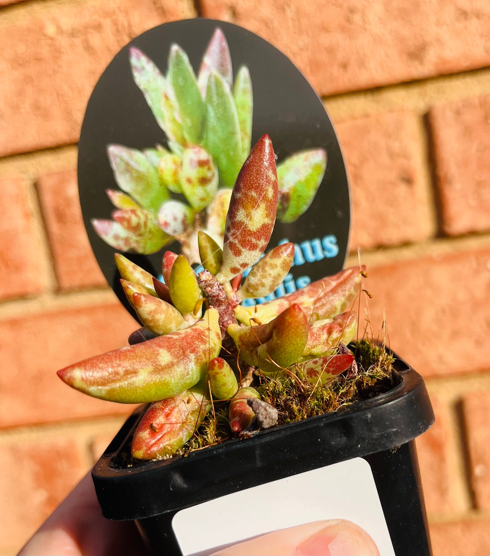 Adromischus filicaulis ‘Red Spot’