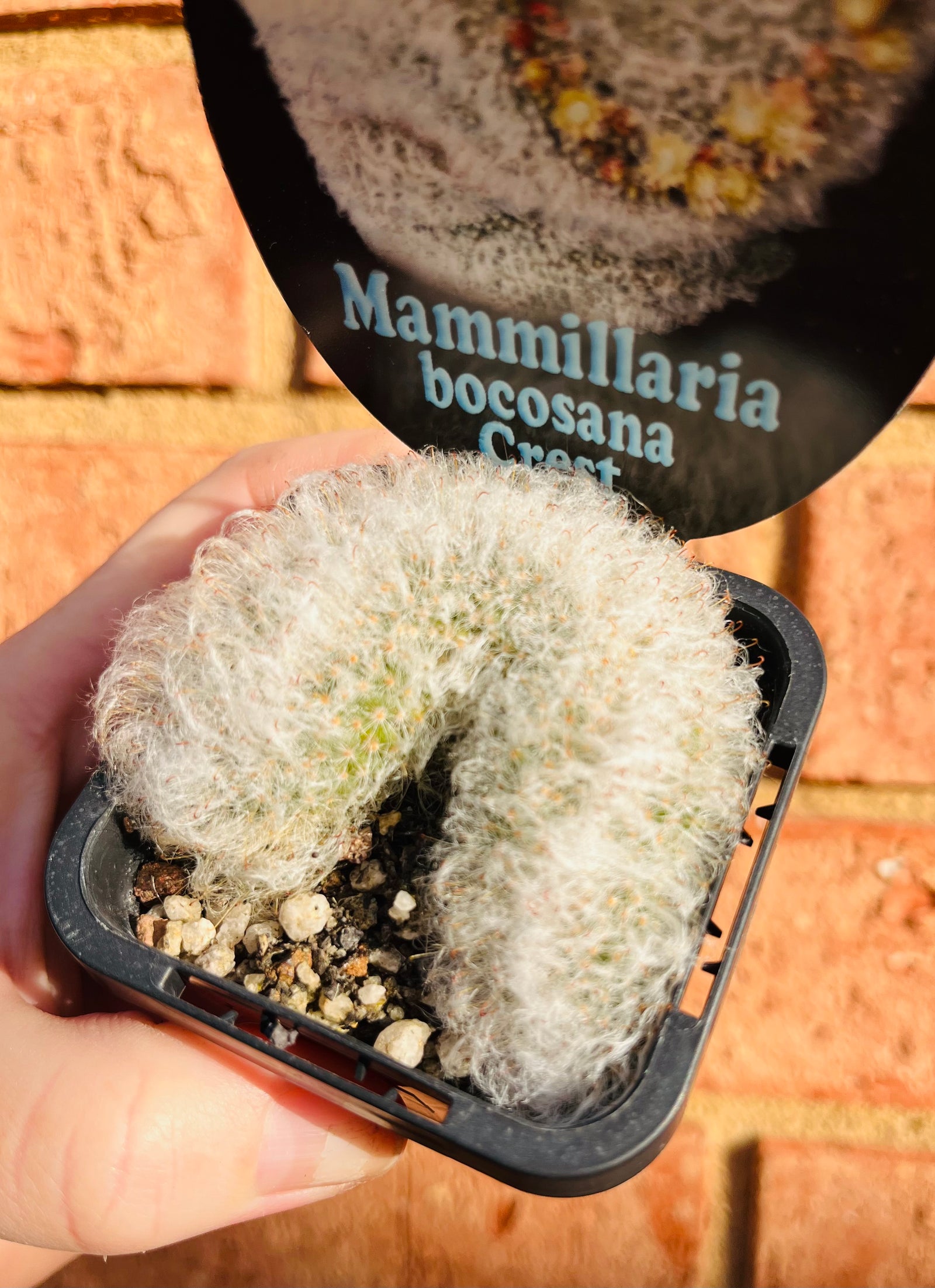 Mammillaria bocosana ‘Crest’