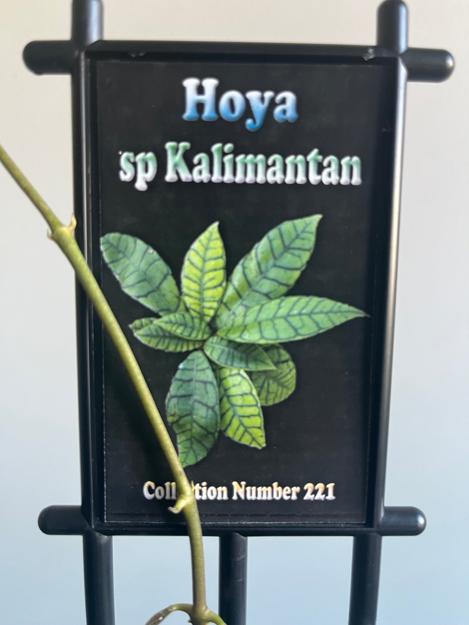 Hoya - sp. Kalimantan IML 1168