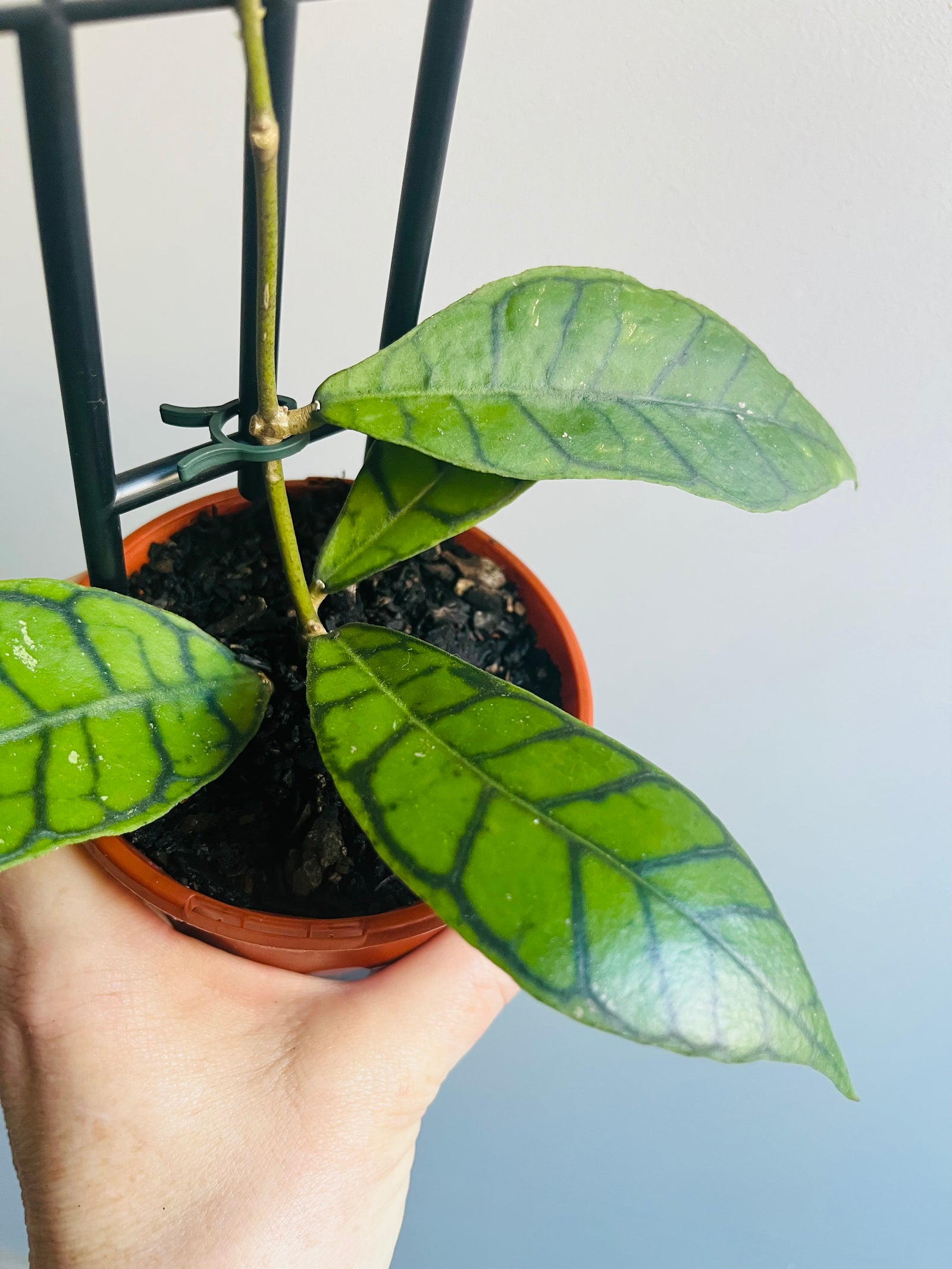 Hoya - sp. Kalimantan IML 1168