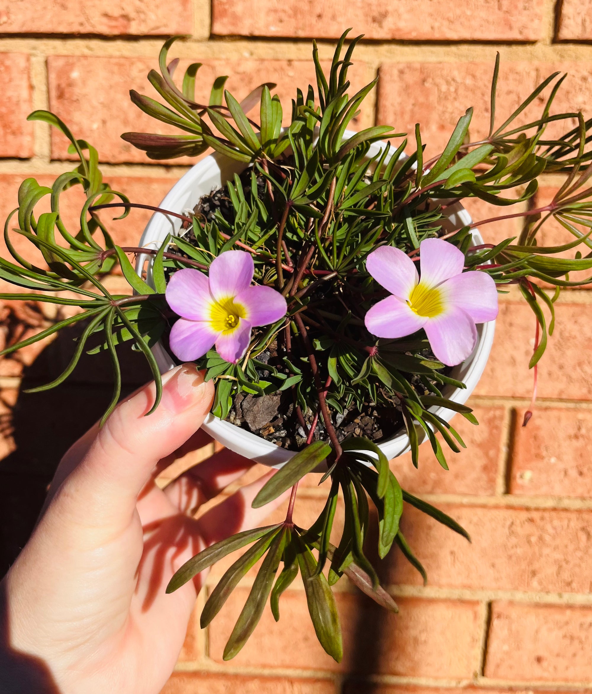 Oxalis flava (pink)