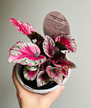 Begonia rex - Maui Sunset